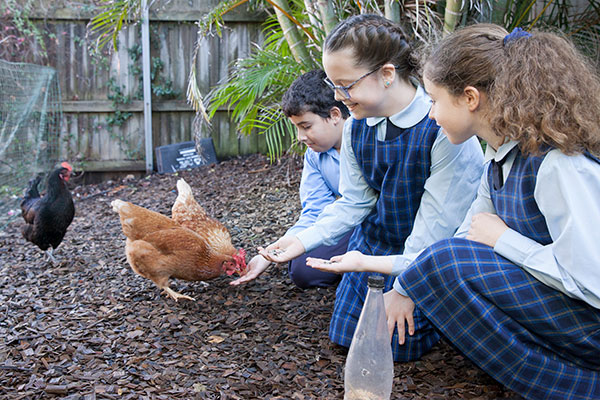 St Agnes Catholic Primary School Matraville students in chicken club